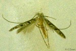 Enlarged Image of 'Stomphastis QQB518'
