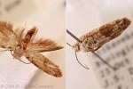 Enlarged Image of 'Prays parilis QQcf.'