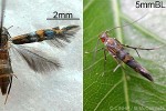 Enlarged Image of 'Labdia dicyanitis'
