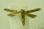 Enlarged Image of 'Pyroderces incertulella'