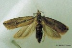 Enlarged Image of 'Bactra big Dugdale99'