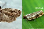 Enlarged Image of 'Dudua aprobola QQn.sp.'