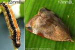 Enlarged Image of 'Hyblaea puera'