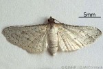 Enlarged Image of 'Rhodoneura sericatalis'
