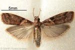 Enlarged Image of 'Cryptoblabes plagioleuca'