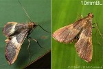 Enlarged Image of 'Endotricha mesenterialis'