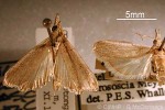 Enlarged Image of 'Etiella grisea'