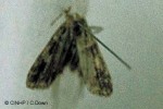 Enlarged Image of 'Eudonia or Sufetula QQBMNH'
