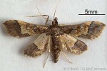 Enlarged Image of 'Hydriris ornatalis'