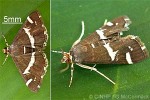 Enlarged Image of 'Hymenia recurvalis'