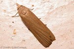 What Am I? Click to display answer!