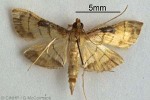 Enlarged Image of 'Cnaphalocrocis poeyalis'