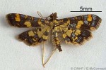 Enlarged Image of 'Eurrhypodes tricoloralis'