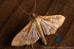 Enlarged Image of 'Maruca vitrata'
