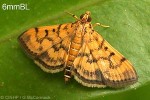 Enlarged Image of 'Omiodes diemenalis'