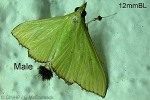 Enlarged Image of 'Parotis suralis'
