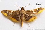 Enlarged Image of 'Prophantis QQNZAC-B'