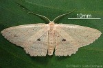 Enlarged Image of 'Anisodes samoana'
