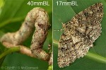 Enlarged Image of 'Cleora stenoglypta'