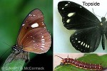 Enlarged Image of 'Euploea lewinii perryi'