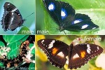 Enlarged Image of 'Hypolimnas bolina'