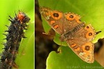 What Am I? Click to display answer!