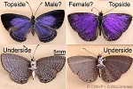 What Am I? Click to display answer!