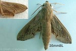 Enlarged Image of 'Hippotion velox'