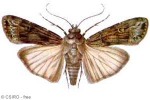Enlarged Image of 'Agrotis ipsilon aneituma'