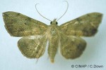 Enlarged Image of 'Anticarsia irrorata QQJD'