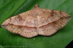 Enlarged Image of 'Anticarsia irrorata'