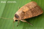 Enlarged Image of 'Athetis nonagrica'