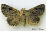 Enlarged Image of 'Avatha discolor'