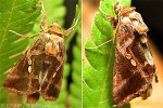Enlarged Image of 'Chrysodeixis eriosoma'