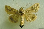 Enlarged Image of 'Chrysodeixis illuminata'