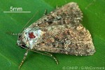 Enlarged Image of 'Condica illecta'