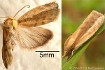 Enlarged Image of 'Earias perhuegeli'