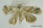 Enlarged Image of 'Eublemma cochylioides'