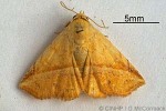 Enlarged Image of 'Eublemma crassiuscula'