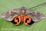 Enlarged Image of 'Eudocima fullonia'