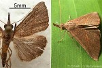 Enlarged Image of 'Hypena masurialis'