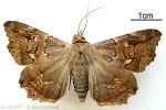 Enlarged Image of 'Lacera noctilio group'