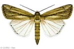 Enlarged Image of 'Leucania stenographa'