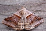 Enlarged Image of 'Mocis trifasciata'