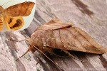 Enlarged Image of 'Ophiusa coronata'