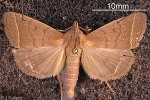 Enlarged Image of 'Simplicia caeneusalis'