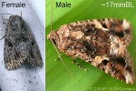 Enlarged Image of 'Spodoptera mauritia'