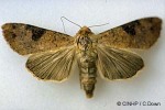 Enlarged Image of 'Tiracola plagiata cf.QQ'