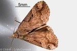 Enlarged Image of 'Hypena longfieldae QQJD'