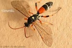 Enlarged Image of 'Amblyteles promissorius'